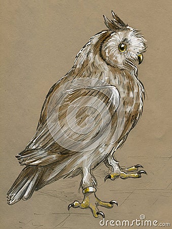 Tamed pet owl Stock Photo