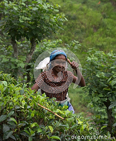 Tamil Tea picker in Sri Lanka Editorial Stock Photo