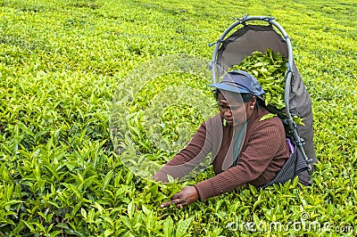 A Tamil woman from Sri Lanka breaks tea leaves on tea plantation with the traditional tea plucking method at haputale, Sri Lanka Editorial Stock Photo