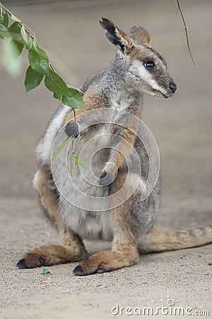 Tammar Wallaby Stock Photo