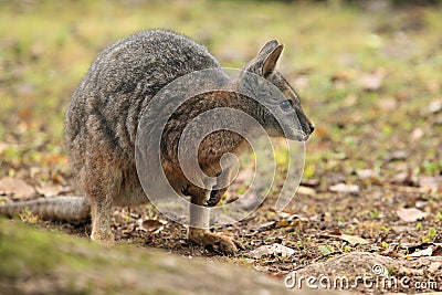 Tammar wallaby Stock Photo