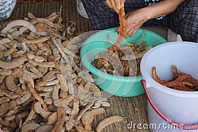 Tammarind peeling sour agriculture fruits in Thailand Stock Photo