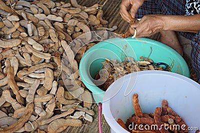 Tammarind peeling sour agriculture fruits in Thailand Stock Photo