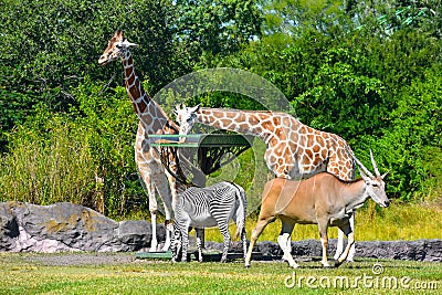 Giraffes , Zebra and Antelope walking in green meadow on forest background at Bush Gardens Tampa Editorial Stock Photo