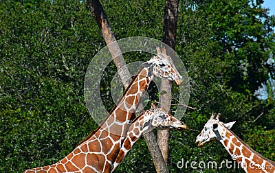 Top view of 3 nice giraffes at Bush Gardens Tampa Bay. Editorial Stock Photo
