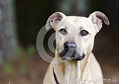 Tan Black Mouth Cur Mastiff mixed breed dog Stock Photo