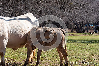Tan Charolais calf scratching an itch with its teeth Stock Photo