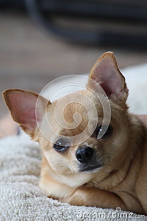 Tan Chihuahua in Deep Thought Stock Photo