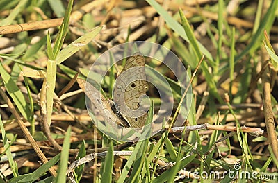 White peacock butterfly grass Florida Stock Photo