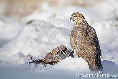 Tan coloured common buzzard in snow Stock Photo