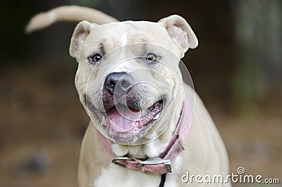 Tan dilute American Pit Bull Terrier dog Stock Photo