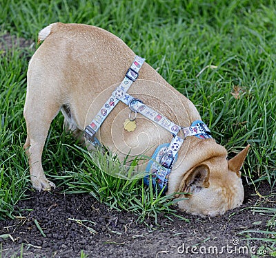 Tan male Frenchie with head inside Gophers burrow Stock Photo