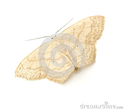 Tan Moth Stock Photo