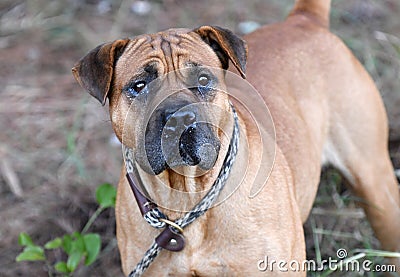 Tan Pitbull Terrier and Shar Pei mix dog mix outdoors on leash Stock Photo