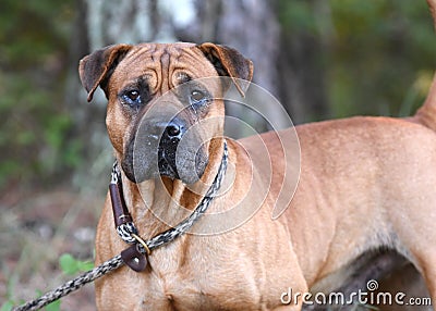 Tan Pitbull Terrier and Shar Pei mix dog mix outdoors on leash Stock Photo