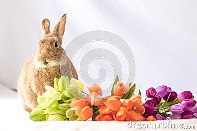 Tan and Rufus colored Easter bunny rabbit makes funny expressions against soft background and tulip flowers in vintage setting Stock Photo