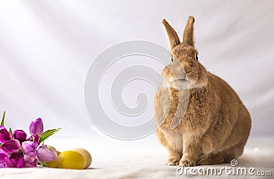 Tan and Rufus colored Easter bunny rabbit makes funny expressions against soft background and tulip flowers in vintage setting Stock Photo