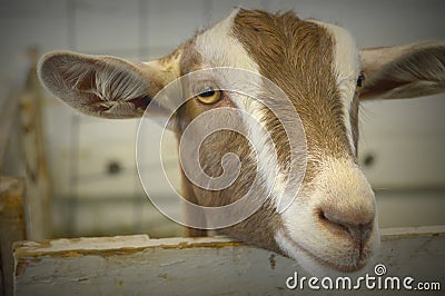 Tan and White Goat Stock Photo