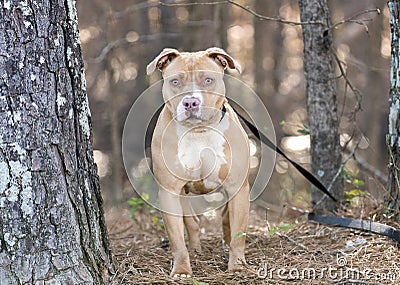 Tan and white rednose American Pitbull Terrier dog Stock Photo