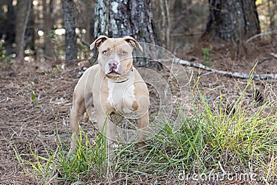 Tan and white rednose American Pitbull Terrier dog Stock Photo