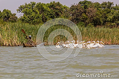 TANA, ETHIOPIA - APRIL 1, 2019: Local fisherman on a small boat and Great white pelicans (Pelecanus onocrotalus Editorial Stock Photo