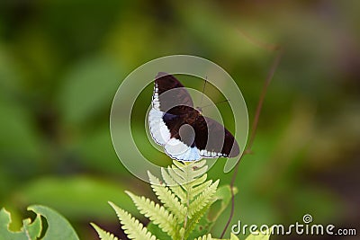 Tanaecia pelea, the Malay viscount, is a species of butterfly of the family Nymphalidae. Stock Photo