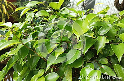 green leaves of ornamental plants such as the leaves of the banyan tree, bonsai plants Stock Photo