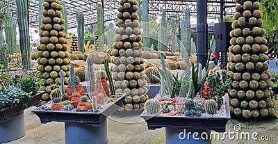 Tanaman Bonsai Kaktus Stock Photo
