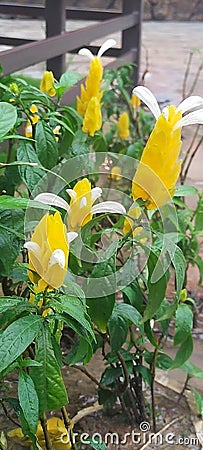tanaman Udang emas Stock Photo