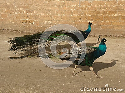 Tandem Peacocks Stock Photo