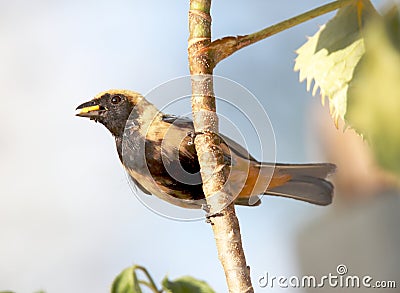 Tangara cayana on the tree Stock Photo