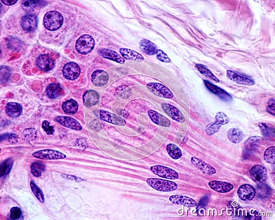 Apocrine sweat gland. Myoepithelial cells Stock Photo