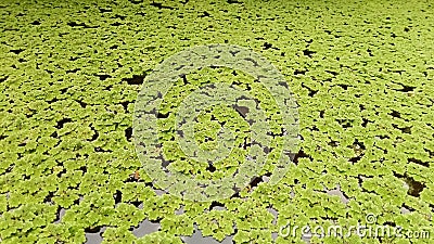 Tangerang 22 October 2023: Green leafy azolla plants that grow on water for poultry feed Stock Photo