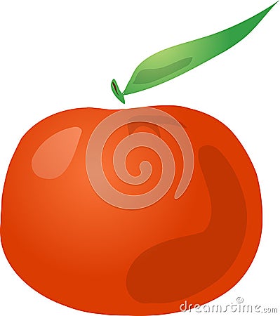 Tangerine Vector Illustration