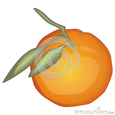 Tangerine Vector Illustration