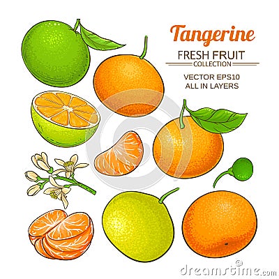 Tangerine fruit vector set Vector Illustration