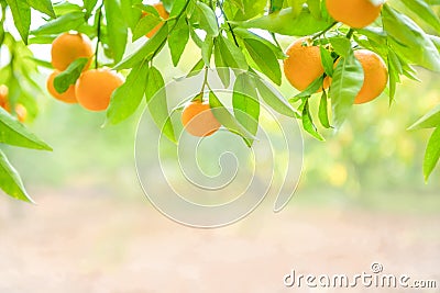 Tangerine fruits on branches in citrus orchard, with copy space Stock Photo