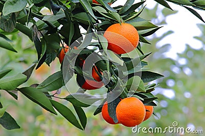 Tangerine fruits in the garden. Stock Photo