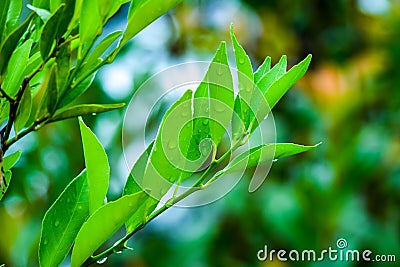 Tangerine leaf in summer Stock Photo