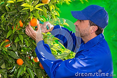 Tangerine orange farmer collecting man Stock Photo