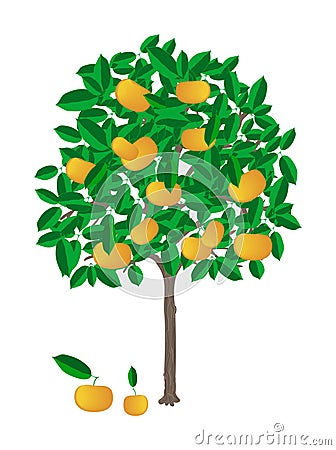 Tangerine tree Vector Illustration