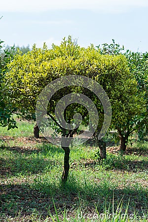 Tangerine tree. Branch with fresh green oranges. Citrus garden in Sicily, Italy Stock Photo