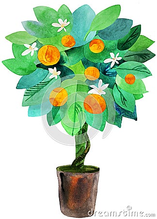 Tangerine tree in a pot Stock Photo