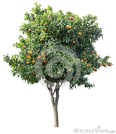 Tangerine tree with ripe orange tangerines isolated on white background. File contains clipping path Stock Photo