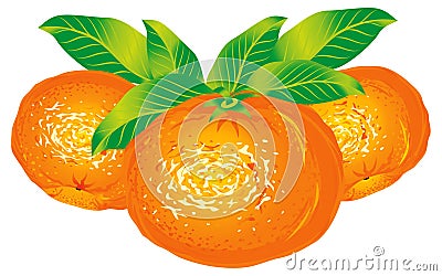 Tangerines Vector Illustration