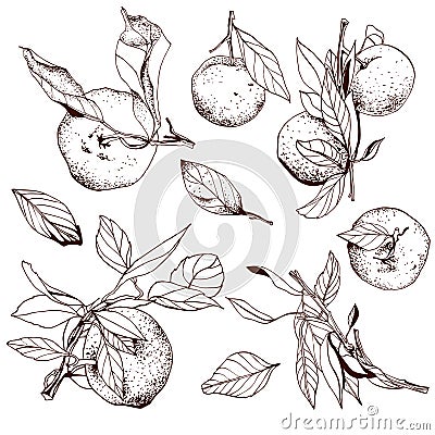 Tangerines, hand drawn set Vector Illustration