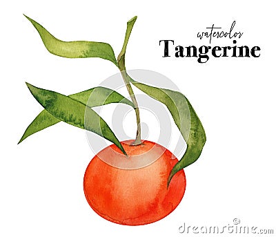 Tangerines. Hand painted watercolor orange tangerines Stock Photo
