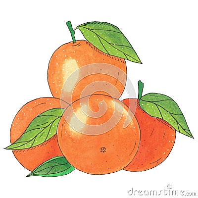 Tangerines Stock Photo