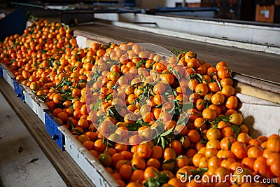 Tangerines on sorting line Stock Photo