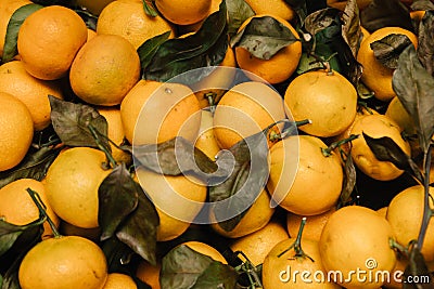 Tangerines. Withered green leaves on the branches Stock Photo